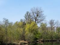 Uferabschnitt am Floriansee